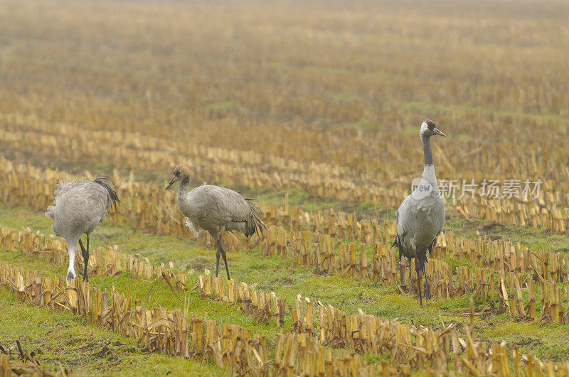 在迁徙季节的普通鹤(Grus Grus)